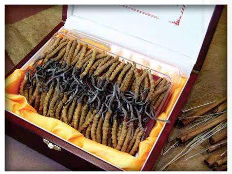 松原冬虫夏草回收